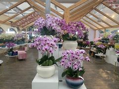-荷兰花海