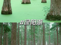 -渌洋湖湿地公园