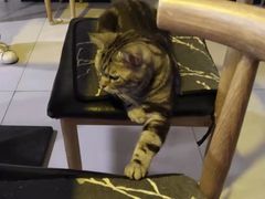 -平行世界·猫咖(首经贸店)