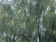 -潘玉麟糖粥