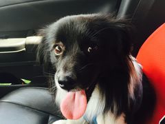 -乐琪宠物(青塔西路店)