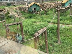 -青岛森林野生动物世界