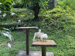 -吉隆坡雀鸟公园