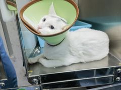 -顺强宠物诊所·狂犬免疫·夜诊·骨科(嘉定店)
