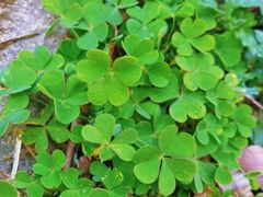 -上海佘山国家森林公园天马山园