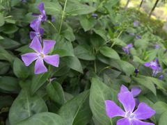 -昆山城市生态森林公园