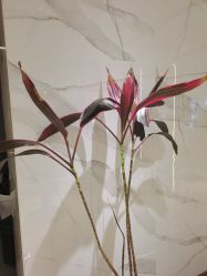 -罗亚帝造型·烫发染发