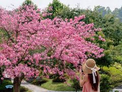 -东莞植物园