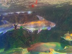 -太平洋海底世界