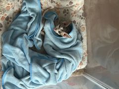 -纳吉亚猫专科动物医院博雅分院