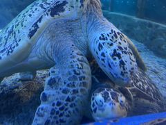 -太平洋海底世界