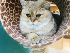-飞行喵MR PILOT|猫舍·猫咖(静安大融城店)