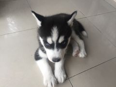 -佳百利宠物(荣乐中路115弄小区店)