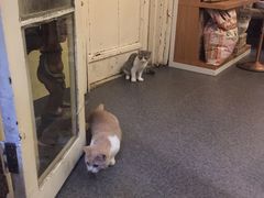 -猫色咖啡·猫咖