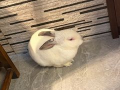 -东安鸡馆(蔡锷南路店)