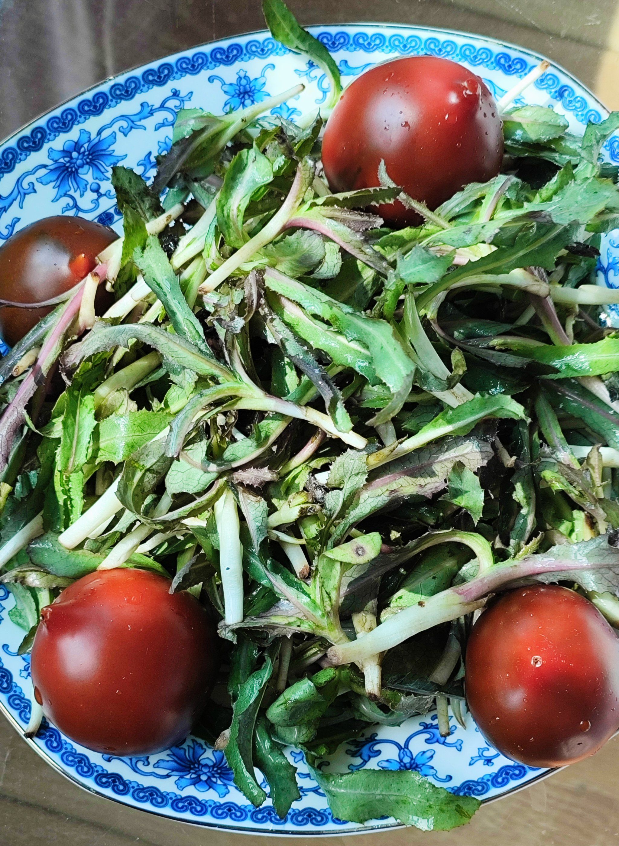 苣荬菜(sonchus wightianus