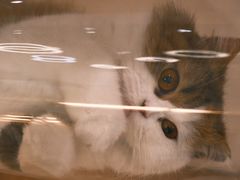 -COLOR PETS 撸猫馆·购猫·猫咖(长风大悦城店)