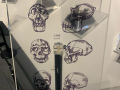-北京周口店北京人遗址博物馆