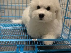 -翊宠yipet猫狗购宠庄园犬舍•猫舍