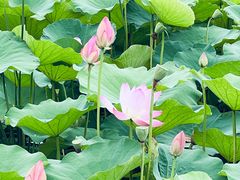 -滆湖低碳生态公园