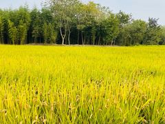 -良渚古城遗址公园