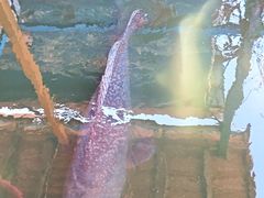 -蓝湾碧波·老字号·疍家非遗海上餐厅