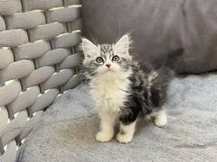 -lincat·猫舍(广州店)