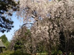 樱花-西安青龙寺遗址景区
