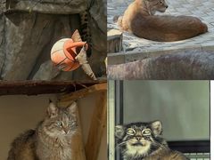 -青藏高原野生动物园