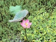 -荔湾湖公园