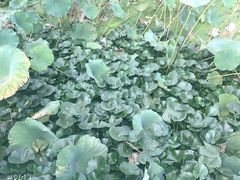 -清真·马文砂锅大全(麦苋街店)