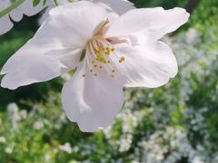 -东湖磨山景区樱花园-停车场