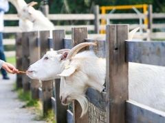 -前小桔亲子创意农场·草莓采摘·露营烧烤