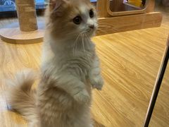 -啵啵喵·猫咖(攀华国际店)