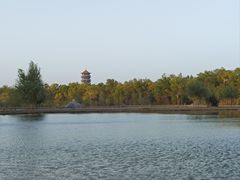 -金塔沙漠胡杨林景区