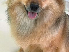 -圣宠动物医院·犬猫专科·影像中心·外科中心