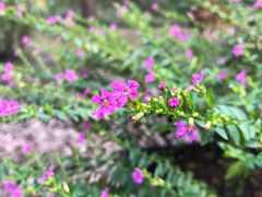 -合肥滨湖国家森林公园