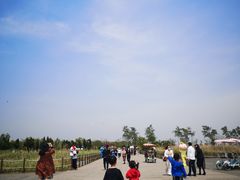 -盐城丹顶鹤湿地生态旅游区