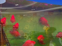 -雅悦齿科(顾村公园店)
