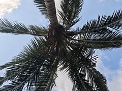 -万绿园