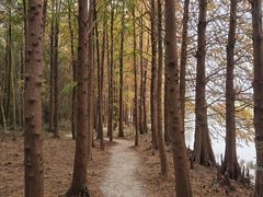 -上海海湾国家森林公园