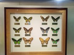 -上海昆虫博物馆