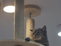 -喵园·猫主题咖啡厅·撸猫·猫咖(国贸店)