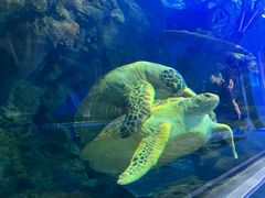 -上海海洋水族馆