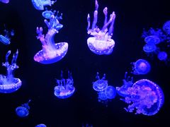 -成都浩海立方海洋公园