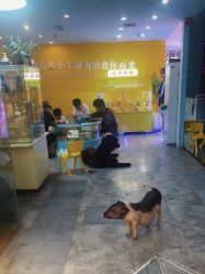 -神奇动物撸宠馆·羊驼·小浣熊·异宠(豫园店)
