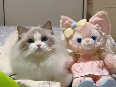 -momokira米努特·德文卷毛猫·棉花面纱犬