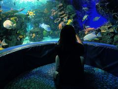 -瑞普利水族馆