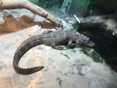 -上海大自然野生昆虫馆(东方明珠·爬宠昆虫探索中心)