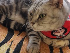 -平行世界·猫咖(首经贸店)